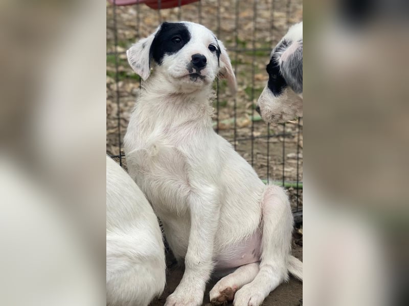 Chardonnay, geb. ca. 08/2025, lebt in GRIECHENLAND, auf einer privaten Pflegestelle