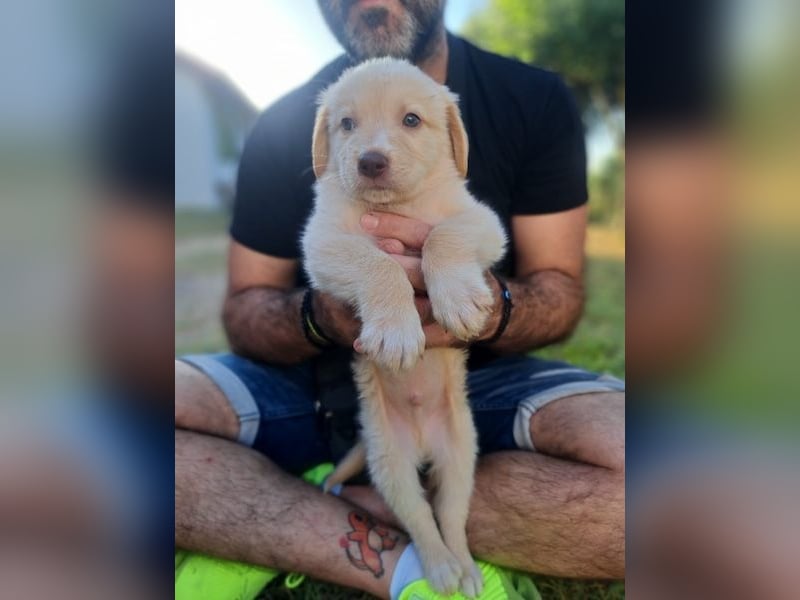 Fluffy-Boo, geb. ca. 04/2026, lebt auf einer Pflegestelle in 44651 Herne