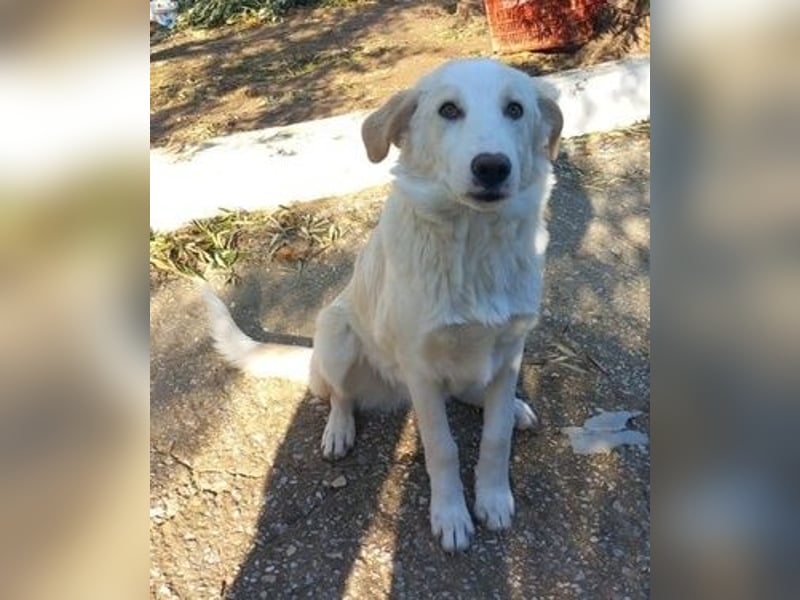 Chelsey, geb. ca. 04/2024, lebt in GRIECHENLAND, auf einer privaten Pflegestelle