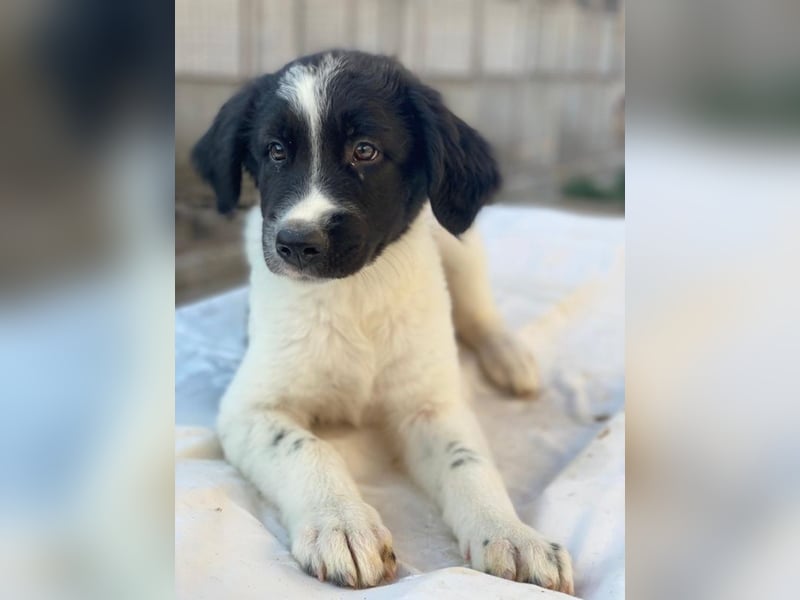 Anastasia, geb. ca. 05/2025, lebt in GRIECHENLAND, im städt. Tierheim Serres