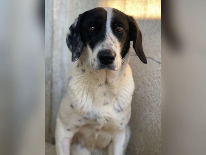 Utha, geb. ca. 02/2025, lebt in GRIECHENLAND, im städt. Tierheim Serres
