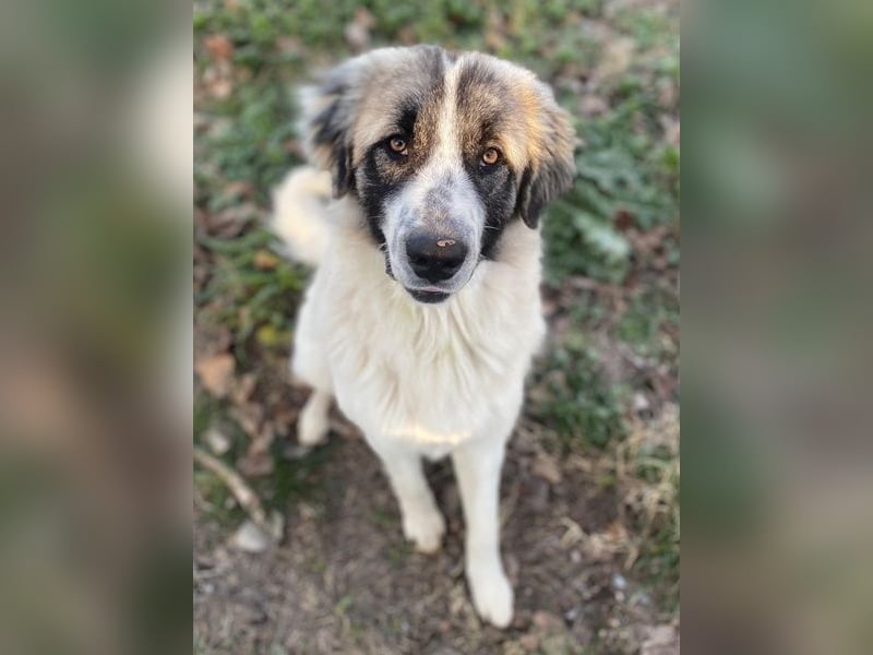 Chef, geb. ca. 07/2025, lebt in GRIECHENLAND, im städt. Tierheim Serres