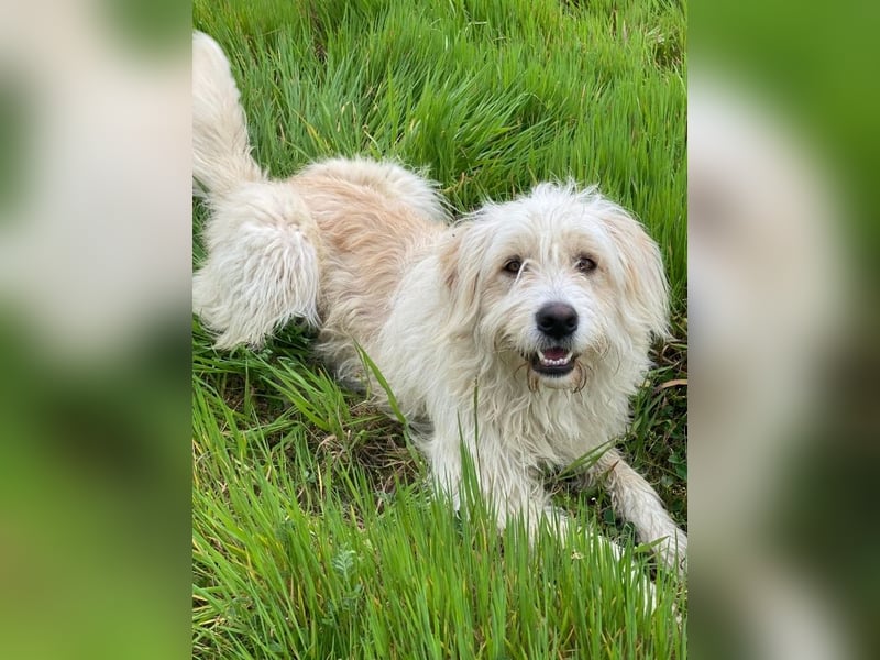 Wuschel, geb. ca. 09/2024, lebt in GRIECHENLAND, im städt. Tierheim Serres