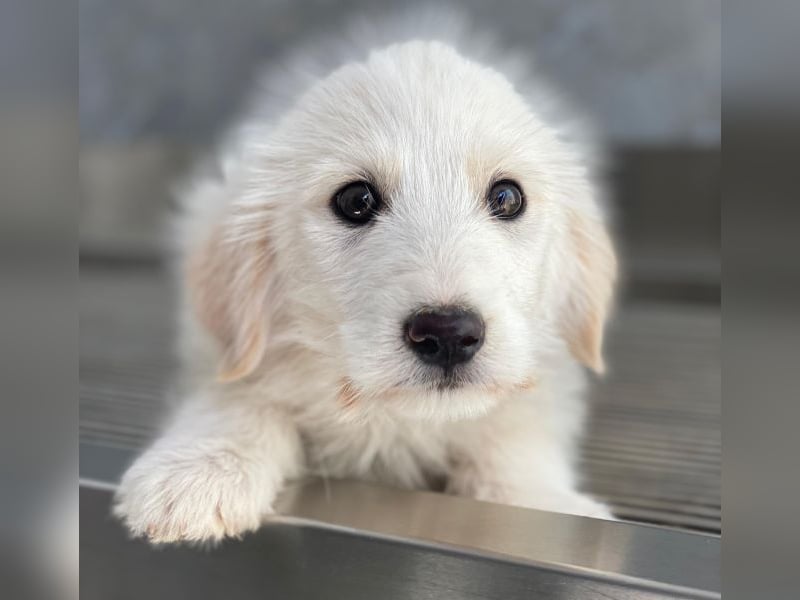 Zucker, geb. ca. 01/2026, lebt in GRIECHENLAND, auf einer privaten Pflegestelle