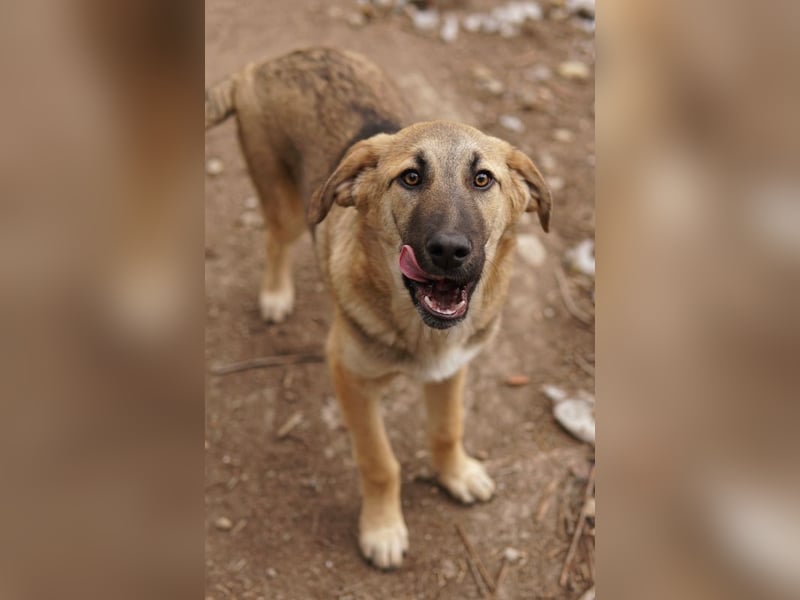 Lauser, geb. ca. 10/2023, lebt in GRIECHENLAND, auf einem Gelände, Hunde werden notdürftig versorgt