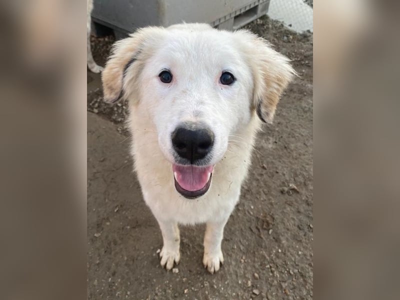 Skippy, geb. ca. 05/2022, lebt in GRIECHENLAND, im städt. Tierheim Serres