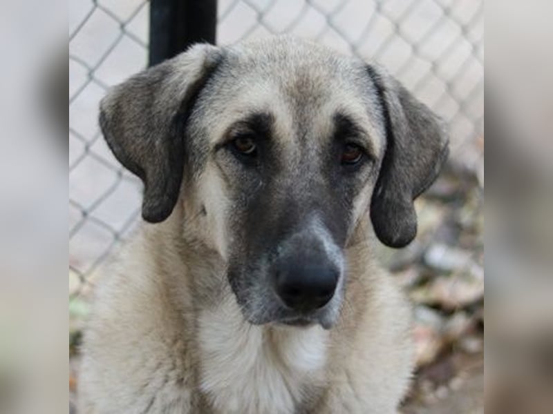 Little Pumpkin, geb. ca. 11/2021, lebt in GRIECHENLAND, im städt. Tierheim Serres