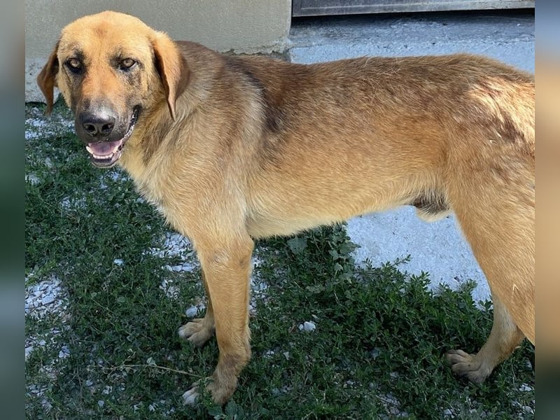 Xawi, geb. ca. 12/2019, lebt in GRIECHENLAND, im städt. Tierheim Serres