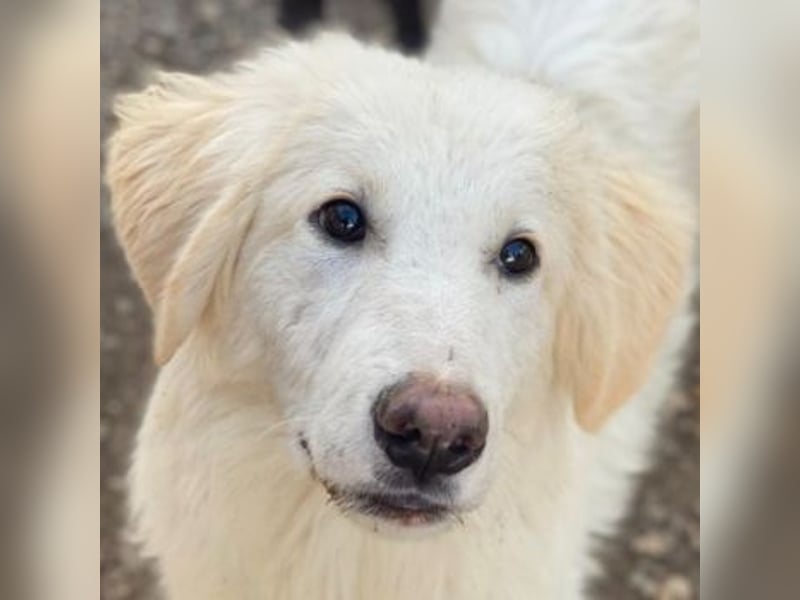 Bazo, geb. ca. 02/2025, lebt in GRIECHENLAND, auf einer privaten Pflegestelle