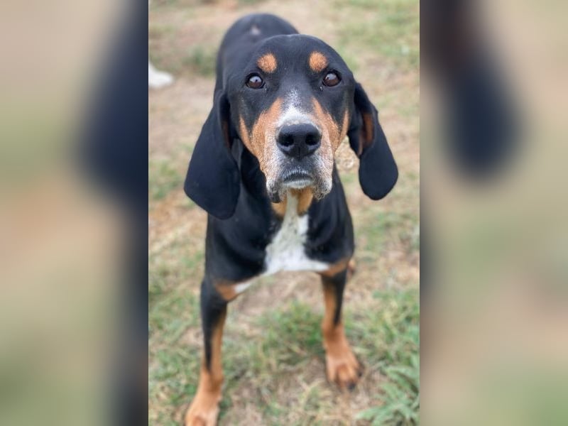 Joker, geb. ca. 11/2021, lebt in GRIECHENLAND, im städt. Tierheim Serres Joker, geb. ca. 11/2021, lebt in GRIECHENLAND, im städt. Tierheim Serres