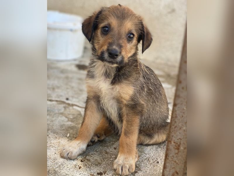 Woody, geb. ca. 02/2026, lebt in GRIECHENLAND, im städt. Tierheim Serres