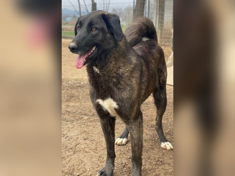 Niabi, geb. ca. 05/2023, lebt in GRIECHENLAND, im städt. Tierheim Serres