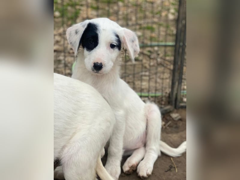 Chardonnay, geb. ca. 08/2025, lebt in GRIECHENLAND, auf einer privaten Pflegestelle