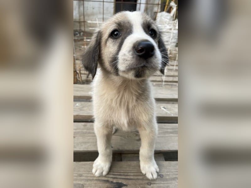 Carlo, geb. ca. 08/2022, lebt in GRIECHENLAND, auf einer privaten Pflegestelle