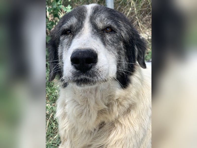 Askal, geb. ca. 07/2015, lebt in GRIECHENLAND, im städt. Tierheim Serres