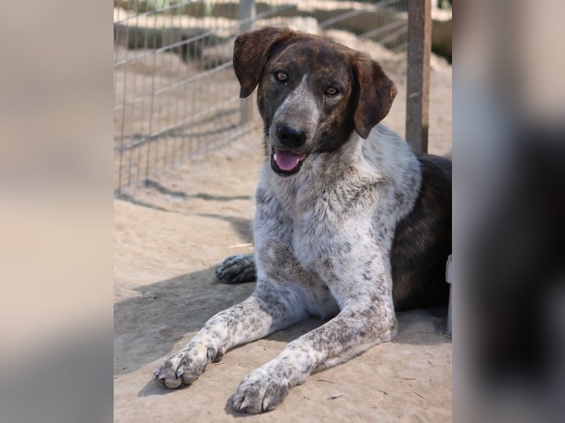 Naxos, geb. ca. 07/2020, lebt in GRIECHENLAND, im städt. Tierheim Serres
