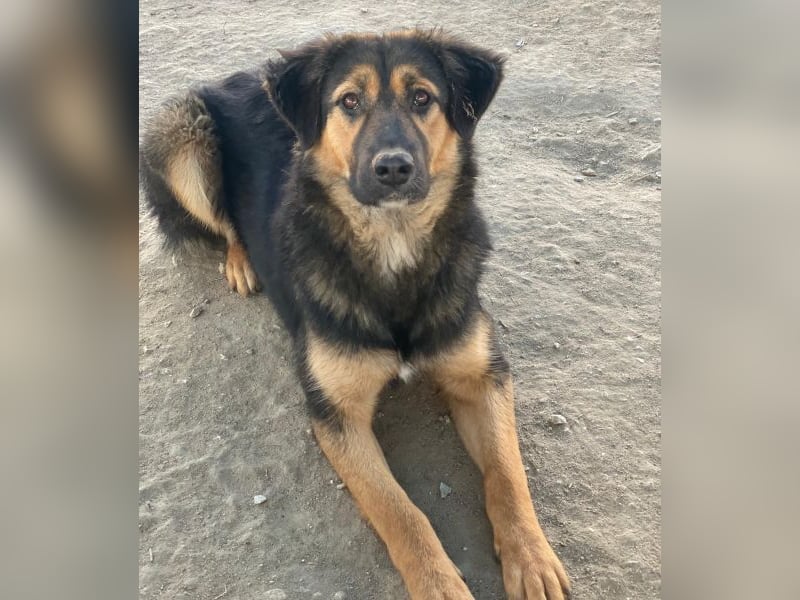 Glinda, geb. ca. 07/2025, lebt in GRIECHENLAND, im städt. Tierheim Serres