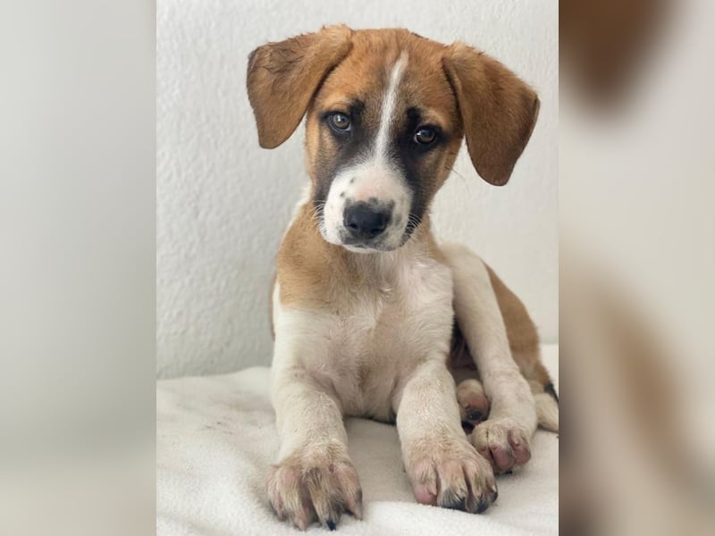 Juno, geb. 03/2025, lebt in GRIECHENLAND, im städt. Tierheim Serres