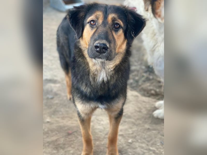 Glinda, geb. ca. 07/2025, lebt in GRIECHENLAND, im städt. Tierheim Serres