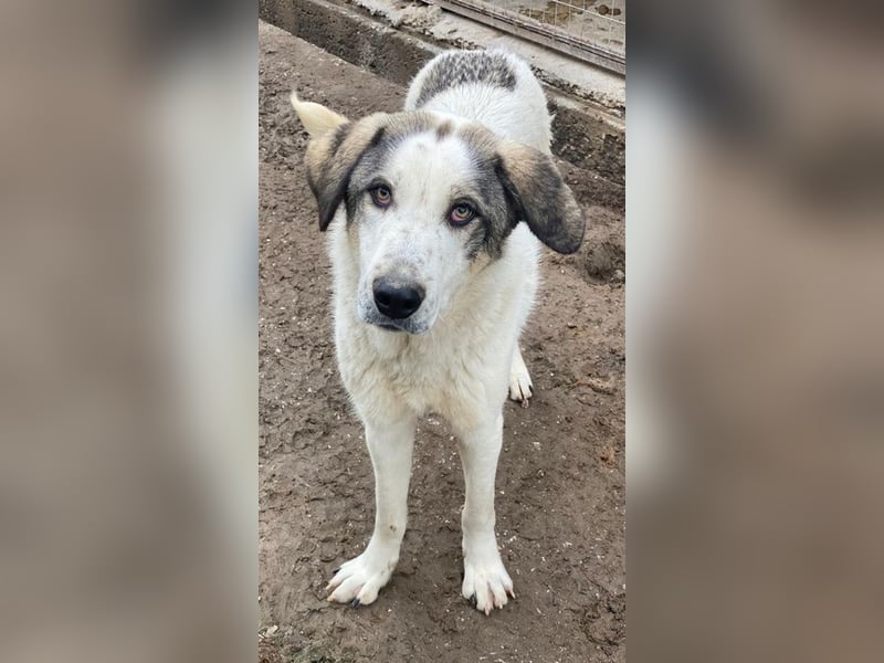 Aron, geb. ca. 02/2024, lebt in GRIECHENLAND, im städt. Tierheim Serres