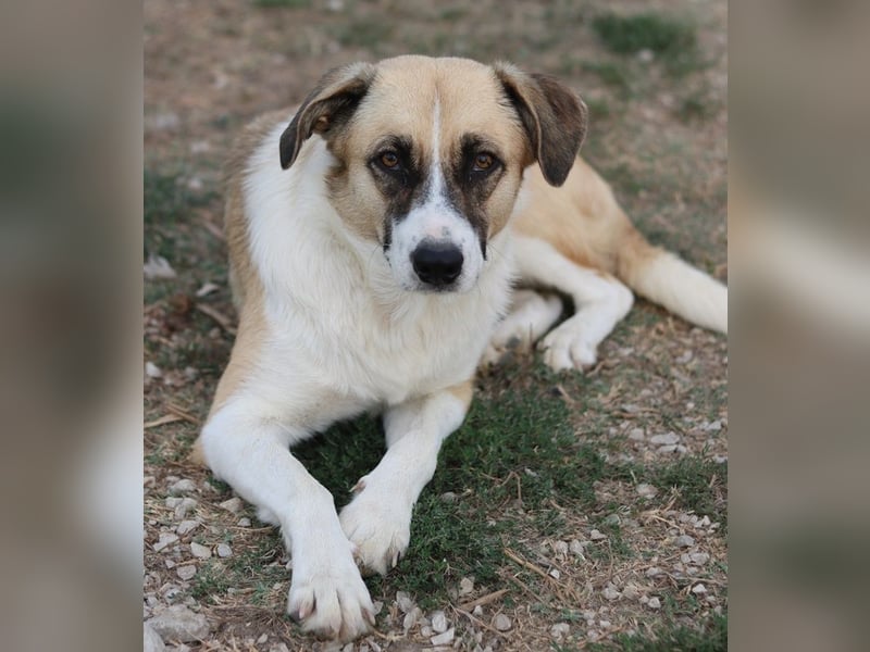 Jeanie, geb. ca. 05/2023, lebt in GRIECHENLAND, im städt. Tierheim Serres