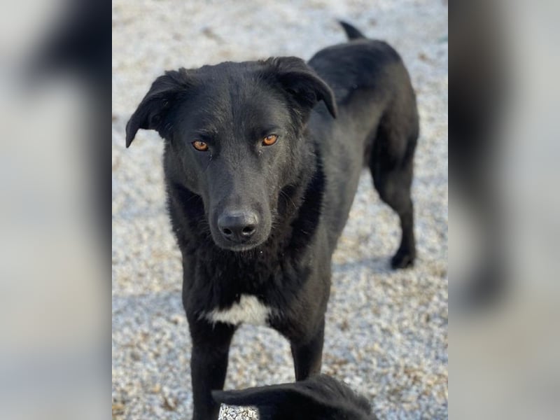 Acero, geb. ca. 01/2019, lebt in GRIECHENLAND, im städt. Tierheim Serres