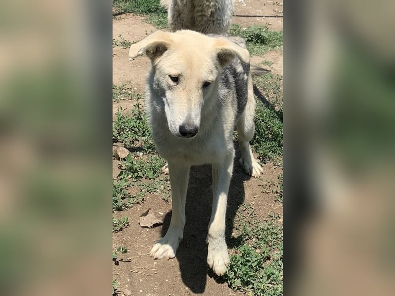 Boybro, geb. ca. 04/2019, lebt in GRIECHENLAND, im städt. Tierheim Serres