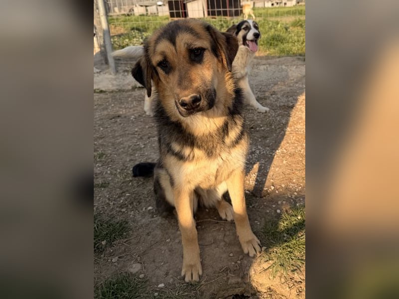 Elphaba, geb. ca. 07/2025, lebt in GRIECHENLAND, im städt. Tierheim Serres