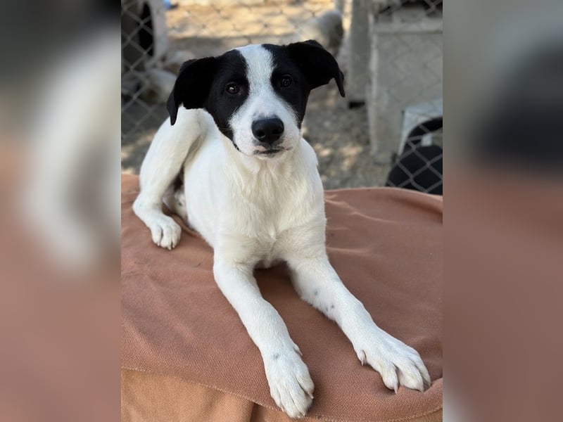 Capper, geb. ca. 06/2024, lebt in GRIECHENLAND, im städt. Tierheim Serres