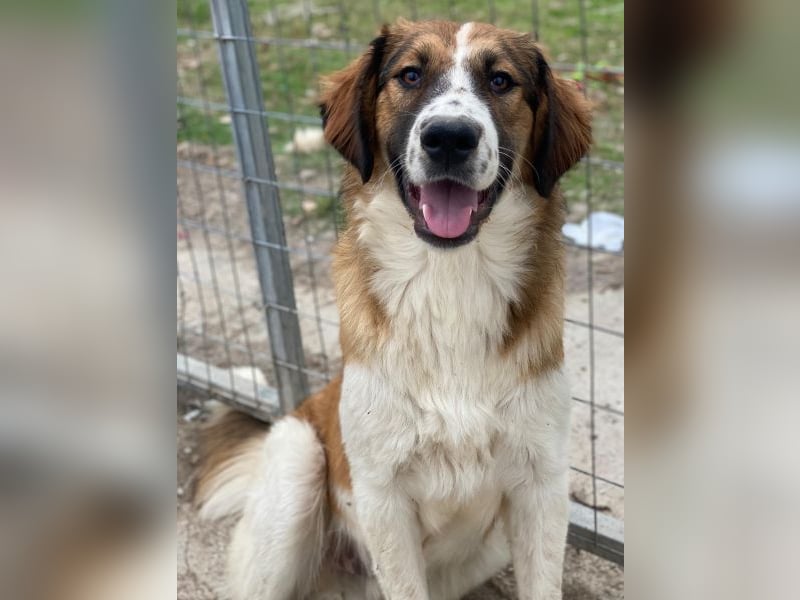 Barkley, geb. ca. 10/2024, lebt in GRIECHENLAND, auf einer privaten Pflegestelle