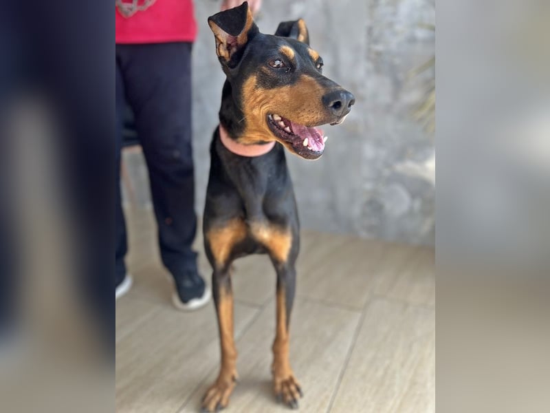 Rachel, geb. ca. 05/2020, lebt in GRIECHENLAND, auf einer privaten Pflegestelle