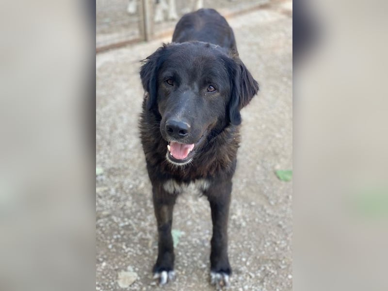 Jette, geb. ca. 01/2024, lebt in GRIECHENLAND, im städt. Tierheim Serres