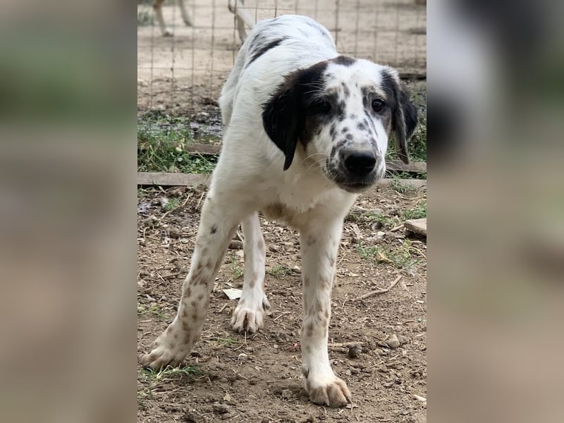 Lime, geb. ca. 02/2023, lebt in GRIECHENLAND, auf einer privaten Pflegestelle