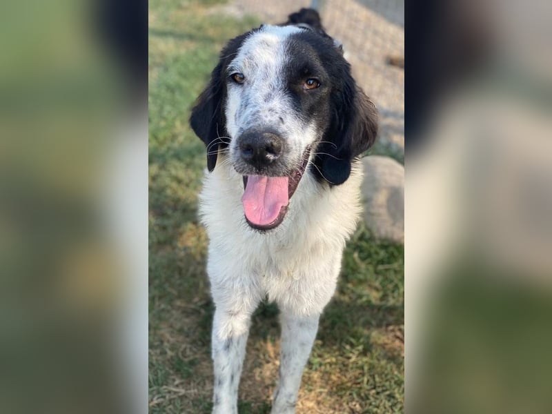 Yuni, geb. ca. 03/2023, lebt in GRIECHENLAND, im städt. Tierheim Serres