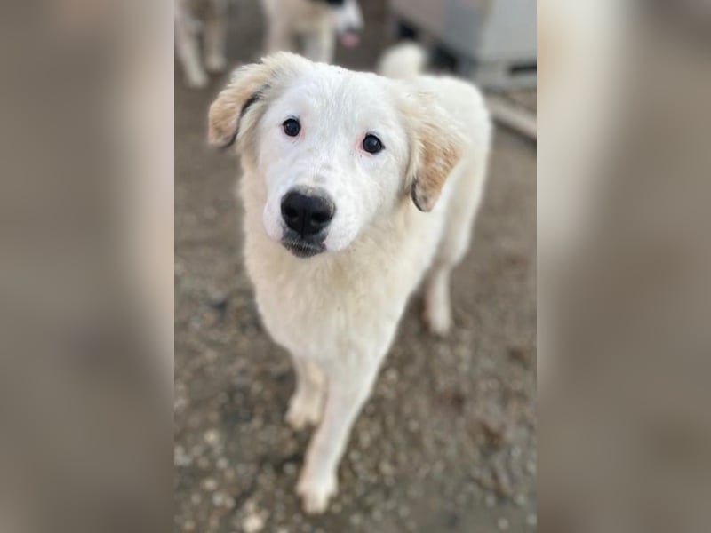 Skippy, geb. ca. 05/2022, lebt in GRIECHENLAND, im städt. Tierheim Serres