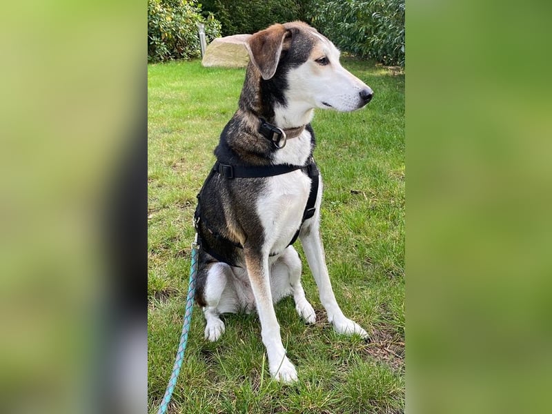 Portia, geb. ca. 06/2017, lebt auf einer Pflegestelle in 21220 Seevetal