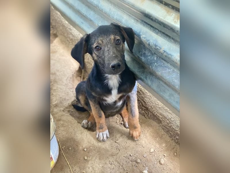 Miranda, geb. ca. 01/2026, lebt in GRIECHENLAND, auf einer privaten Pflegestelle