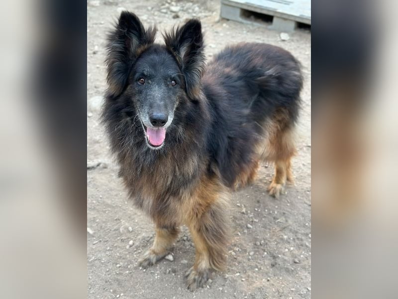 Snorre, geb. ca. 11/2017, lebt in GRIECHENLAND, im städt. Tierheim Serres