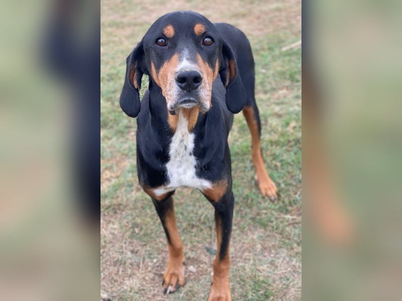 Joker, geb. ca. 11/2021, lebt in GRIECHENLAND, im städt. Tierheim Serres Joker, geb. ca. 11/2021, lebt in GRIECHENLAND, im städt. Tierheim Serres