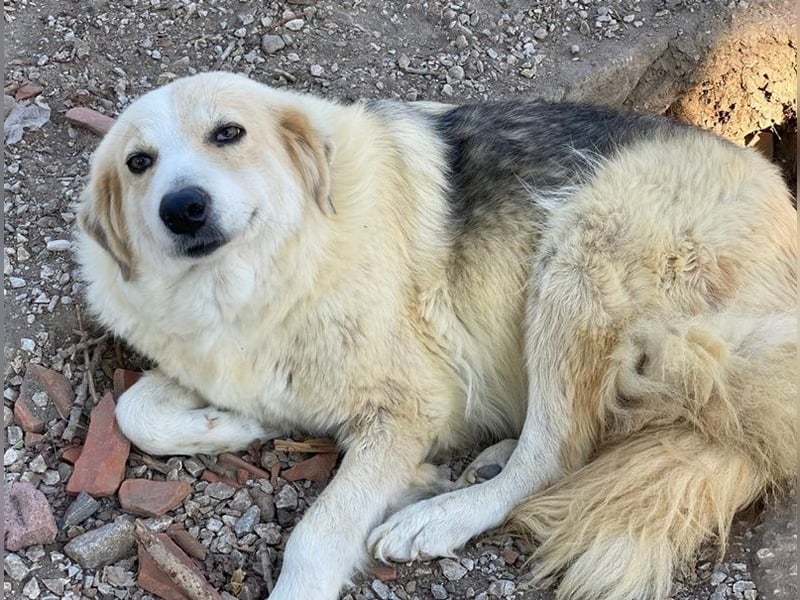 Gelja, geb. ca. 03/2022, lebt in GRIECHENLAND, im städt. Tierheim Serres