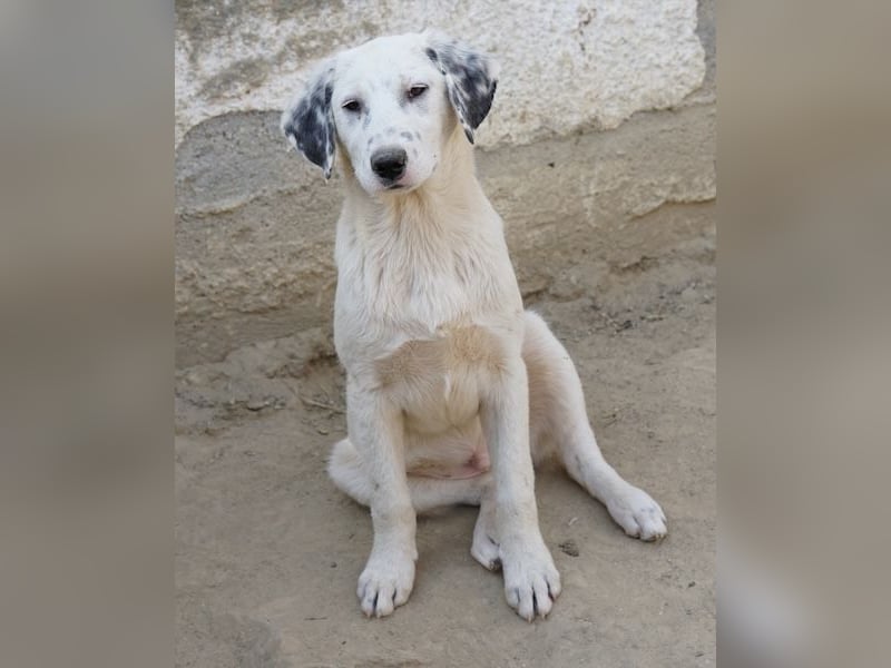 Riesling, geb. ca. 08/2025, lebt in GRIECHENLAND, auf einer privaten Pflegestelle