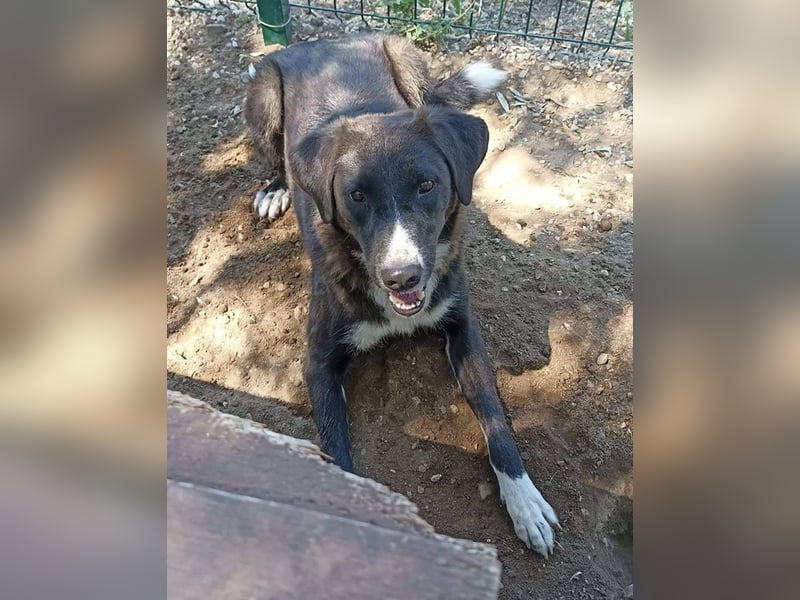 Laura, geb. ca. 06/2019, lebt in GRIECHENLAND, auf einer privaten Pflegestelle