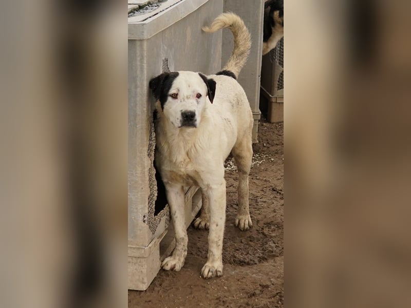 Ronny, geb. ca. 09/2022, lebt in GRIECHENLAND, im städt. Tierheim Serres