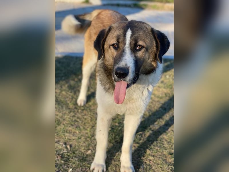 Anxton, geb. ca. 02/2022, lebt in GRIECHENLAND, im städt. Tierheim Serres