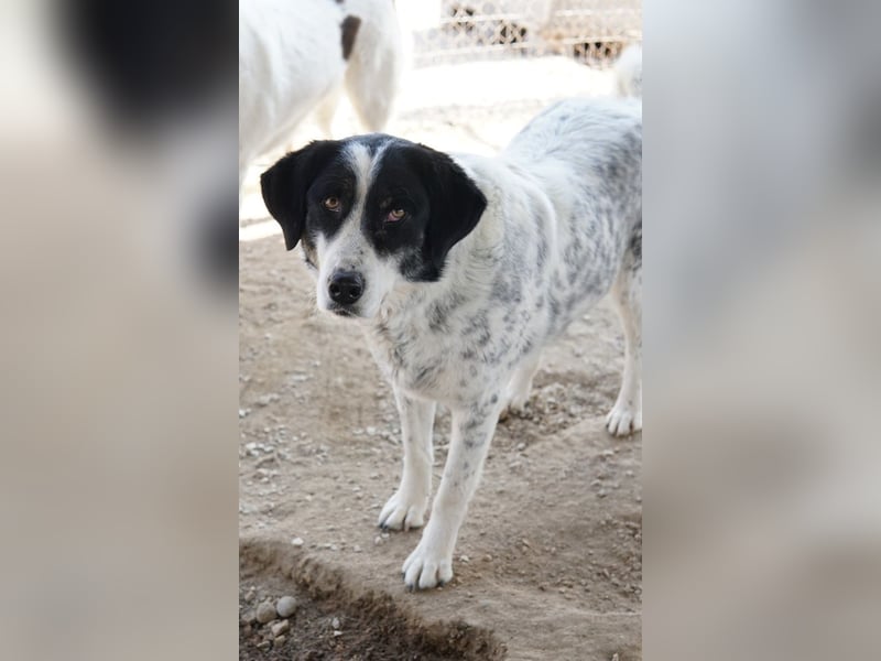 Amaya, geb. ca. 02/2023, lebt in GRIECHENLAND, im städt. Tierheim Serres