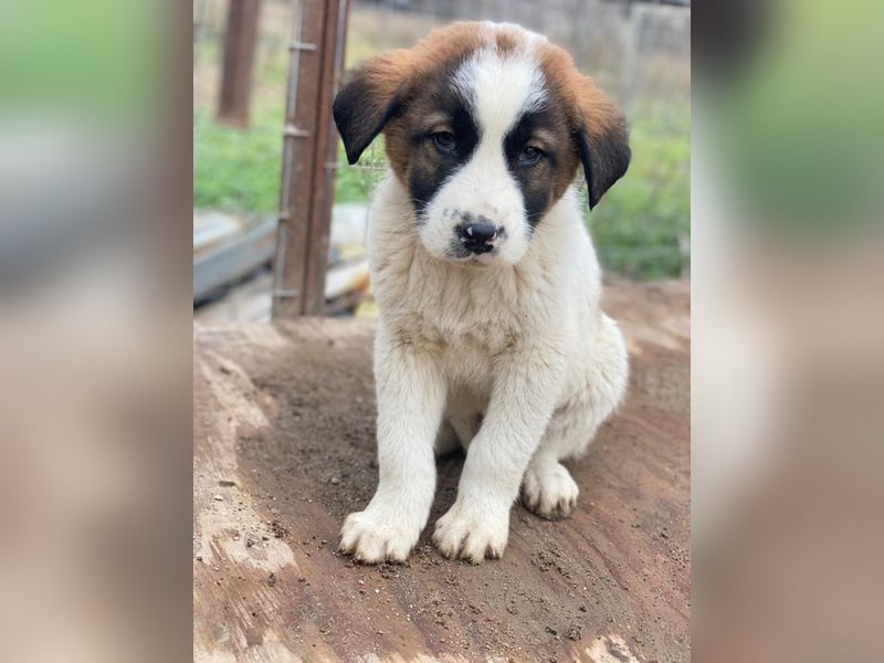 Diavolo, geb. ca. 11/2025, lebt in GRIECHENLAND, auf einer privaten Pflegestelle