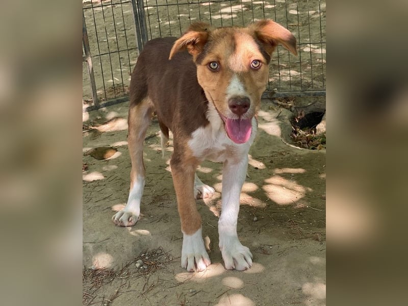 Hardo, geb. ca. 01/2025, lebt in GRIECHENLAND, auf einer privaten Pflegestelle