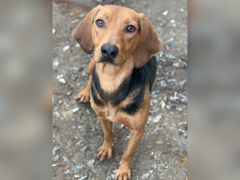 Ted, geb. ca. 01/2023, lebt in GRIECHENLAND, auf einer privaten Pflegestelle