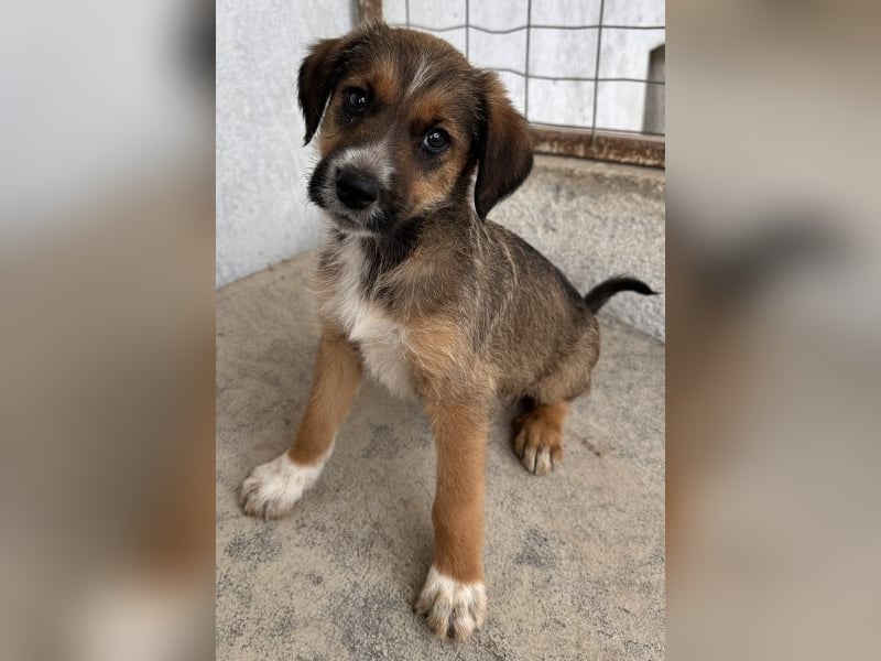 Naveen, geb. ca. 02/2026, lebt in GRIECHENLAND, im städt. Tierheim Serres