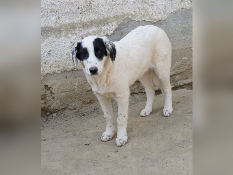 Sauvignon Blanc, geb. ca. 09/2025, lebt in GRIECHENLAND, auf einer privaten Pflegestelle